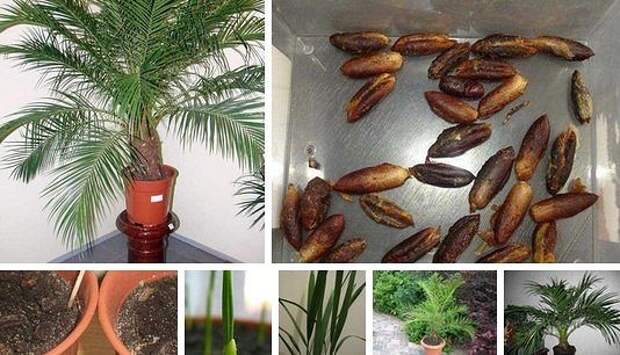 Финиковая пальма из косточки в домашних условиях - это реально? вполне! фото, инструкции selo.guru — интернет портал о сельском хозяйстве