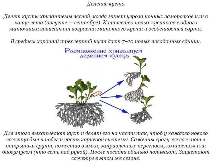 Агротехника выращивания хризантем. правила и уход