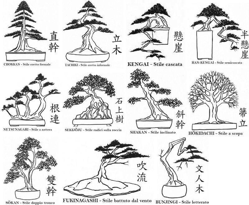 Как вырастить клен бонсай дома: виды дерева и условия для выращивания