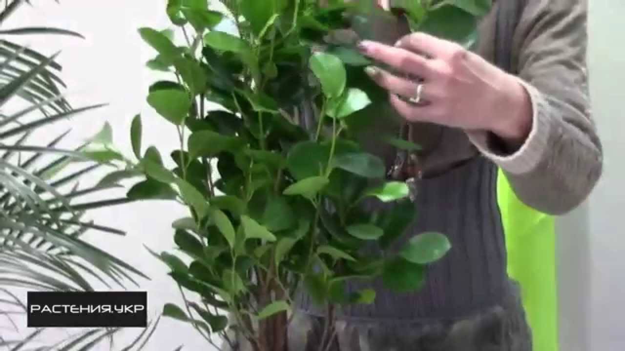 Выращивание фикуса мокламе: как посадить, ухаживать, удобрять, размножать