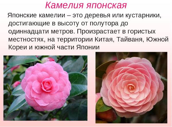 Камелия (комнатные цветы): разновидности сортов, описание, посадка и уход - sadovnikam.ru