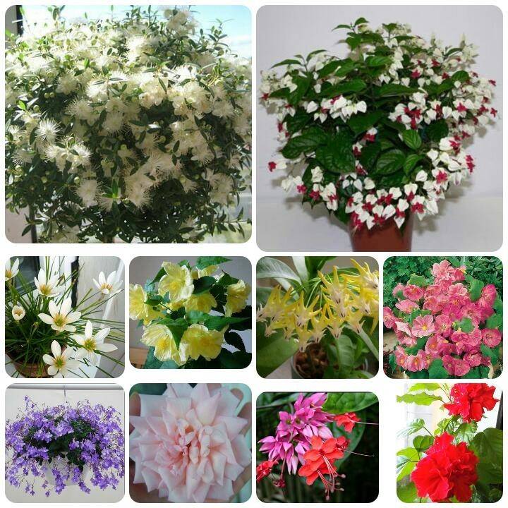 Комнатные цветы цветущие весь год: фото и названия