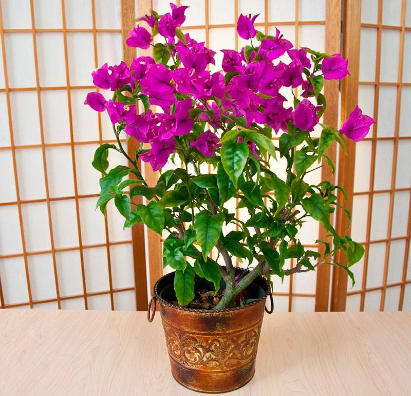 Цветок бугенвиллия: уход и содержание в квартире и открытом грунте, выращивание в домашних условиях