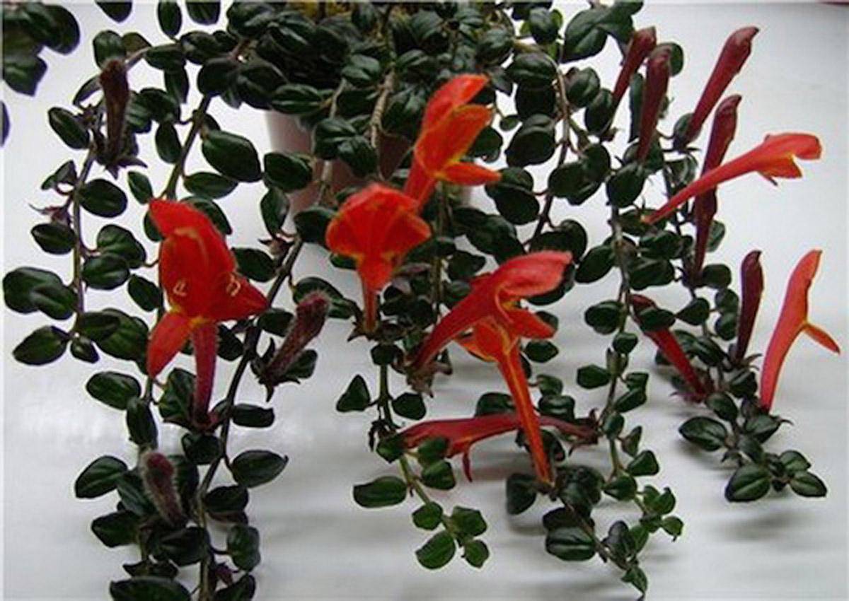 Комнатный цветок колумнея: виды и сорта на фото, уход и выращивание растения в домашних условиях