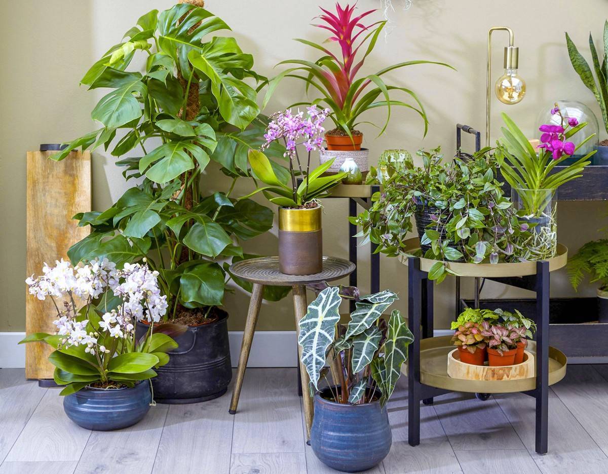 Лучшие подкормки комнатных растений и домашних цветов