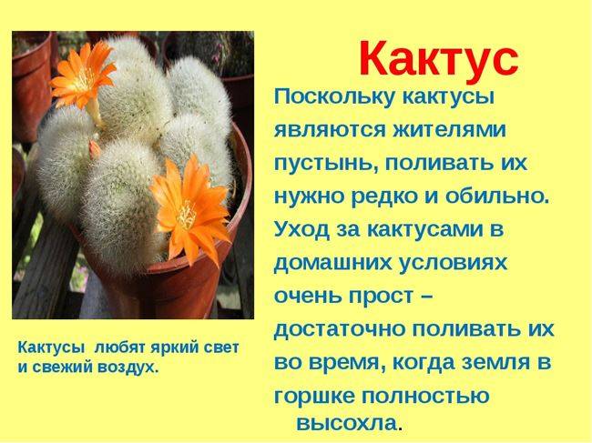 Эпостоа: уход и выращивание кактуса в домашних условиях