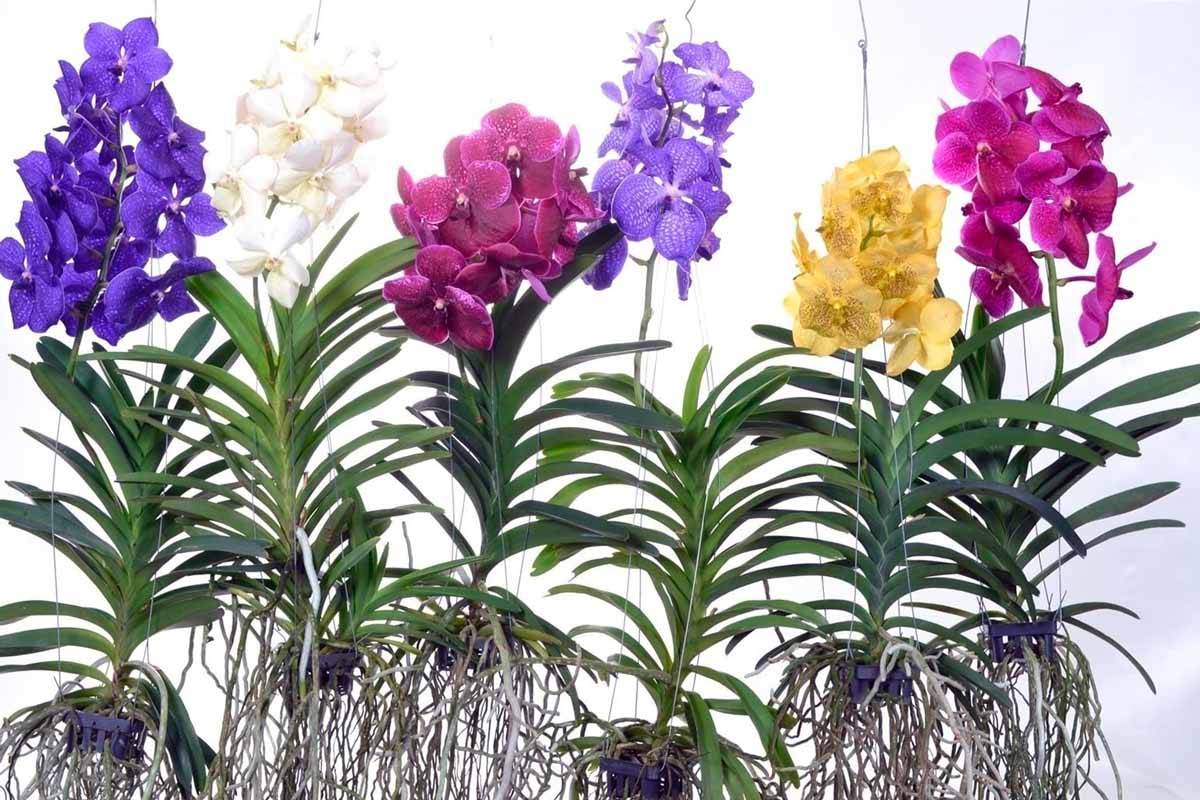 Нюансы ухода за висячей королевской орхидеей ванда