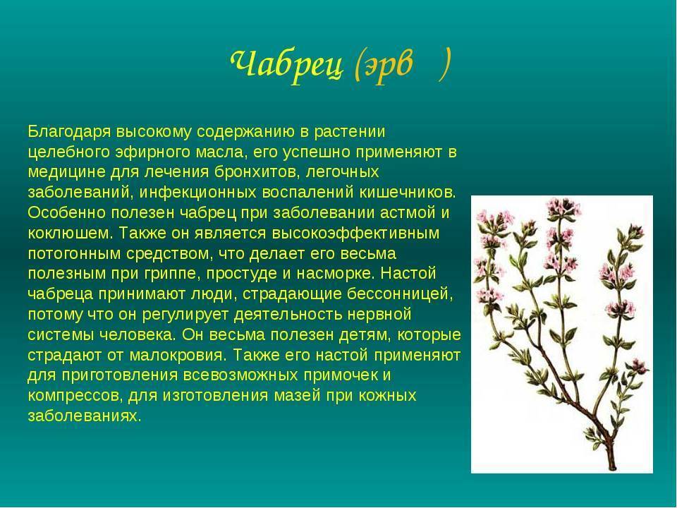 Крестовник (сенецио или клейния) | комнатные растения и советы по уходу за ними (115 фото)