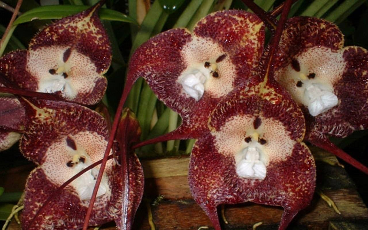 Можно ли выращивать орхидею дракула в домашних условиях