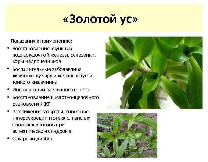 Золотой ус - описание, выращивание и лечебные свойства | nmedik.org