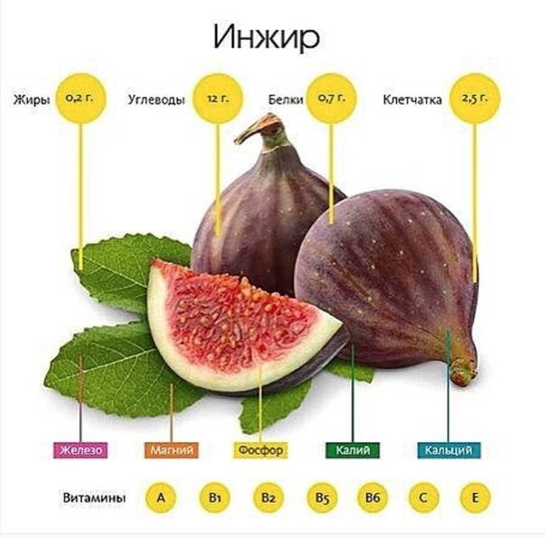 Инжир: как растёт, где растёт в россии, фрукт или ягода, полезные свойства