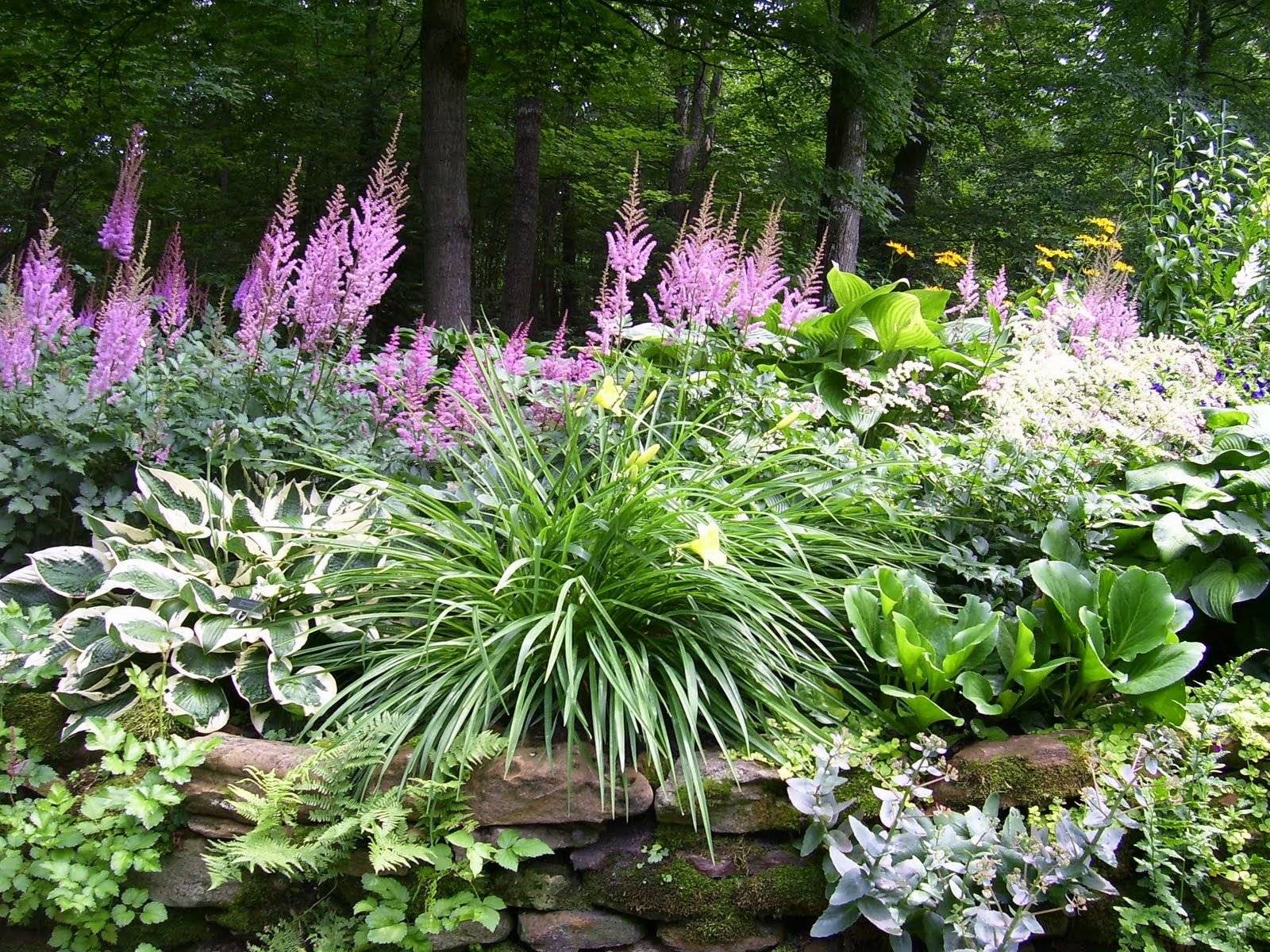 Оформление сада хостами: фото цветов на клумбе, лучшие соседи
