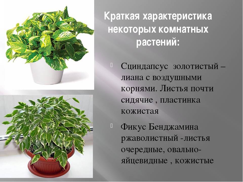 Неприхотливые комнатные растения- цветущие и декоративно-лиственные