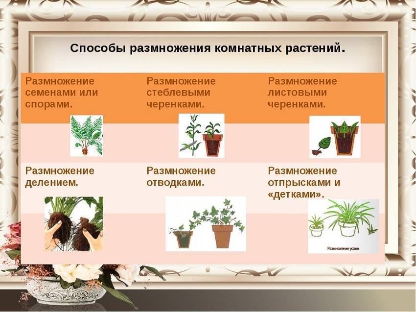 Как ухаживать за гастерией в домашних условиях: разновидности комнатного растения