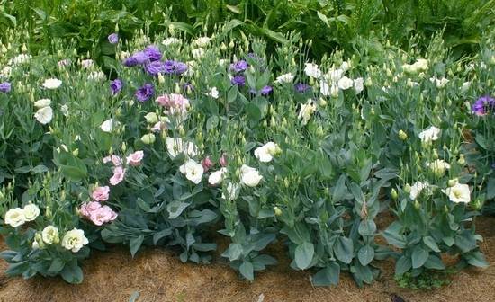 Цветы эустома: фото, выращивание на клумбе в саду, уход, применение в ландшафтном дизайне, сочетание с другими цветами