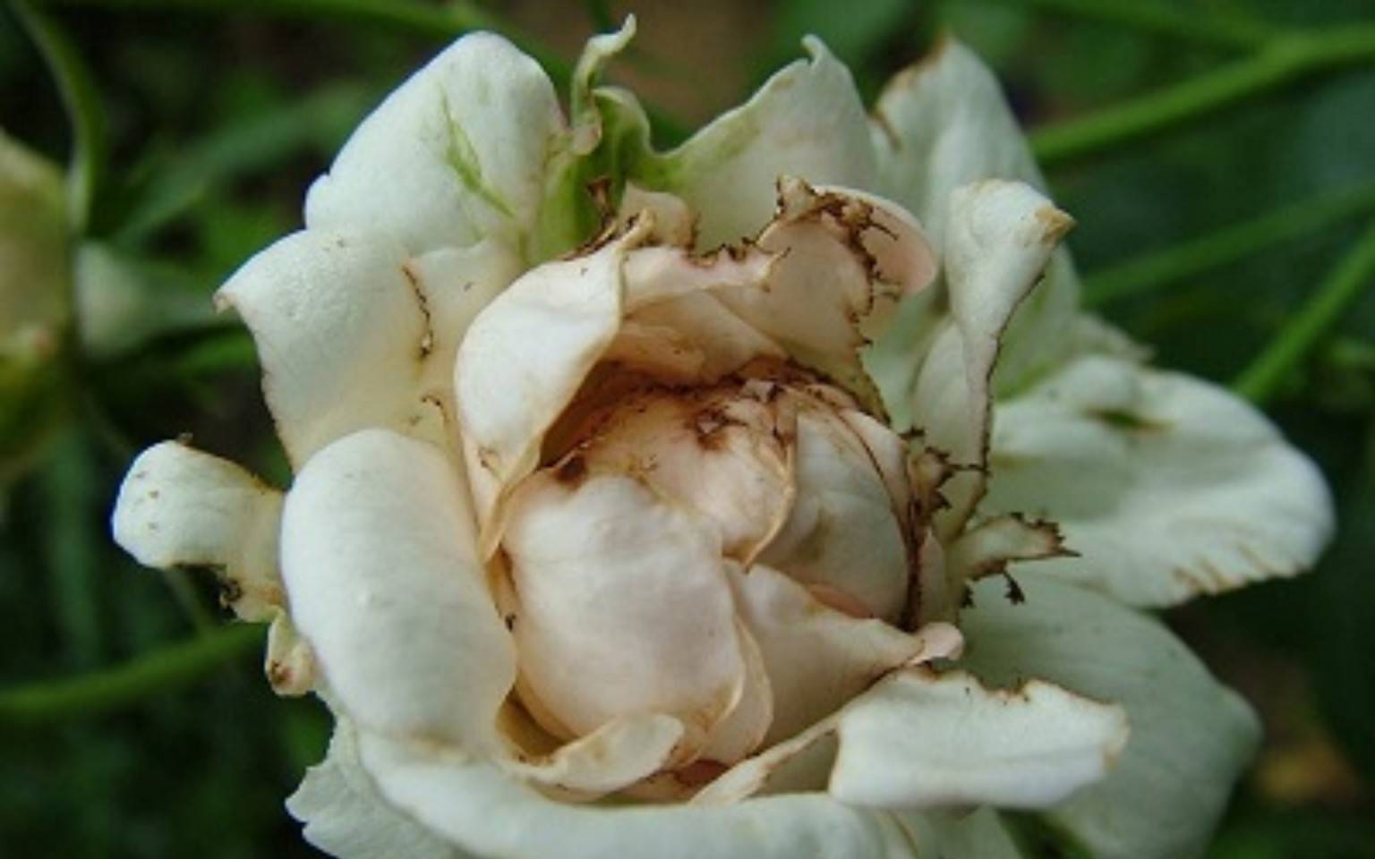 Паутинный клещ на розах: как бороться в саду и дома