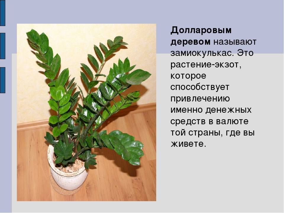 Замиокулькас или долларовое дерево – уход в домашних условиях, фото, приметы