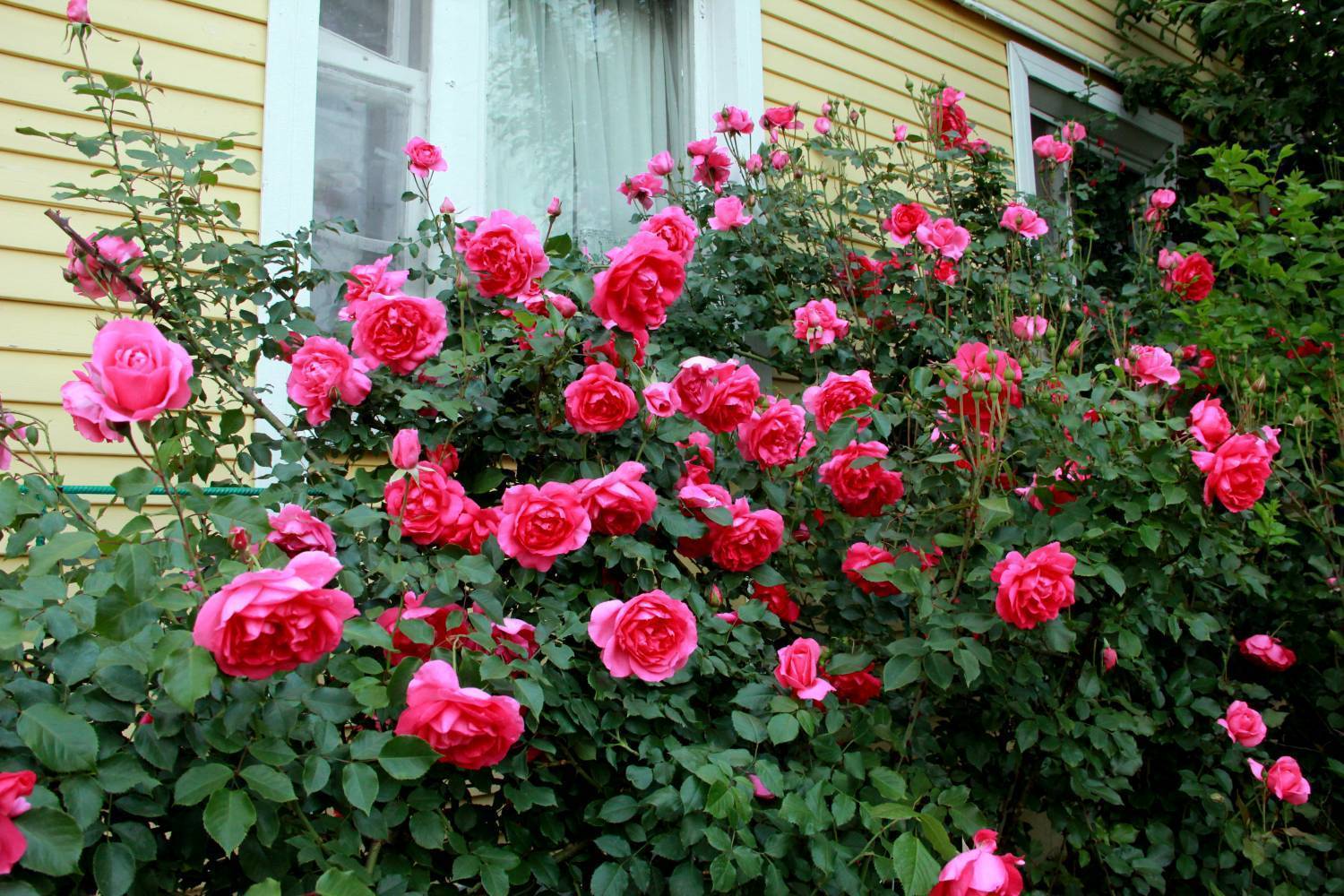 Розы клаймберы - что это такое | сорта плетистых роз с фото и описанием