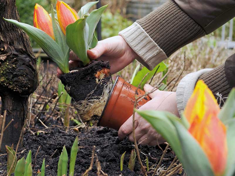 Как посадить тюльпаны осенью правильно | сад и огород