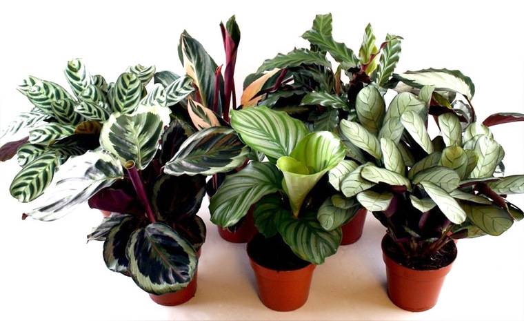 Декоративно-лиственные растения – как выбрать и ухаживать? + видео
