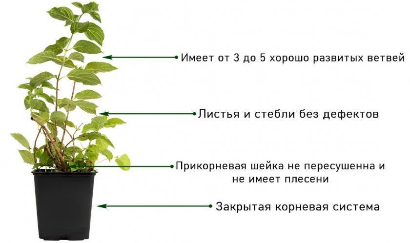 Как посадить гортензию: когда лучше, какую почву любит, как правильно ухаживать в открытом грунте, как вырастить, также из отводков, и нюансы выращивания, уход зимой