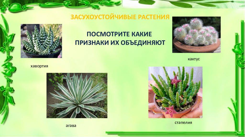 Комнатные влаголюбивые растения: фото, названия