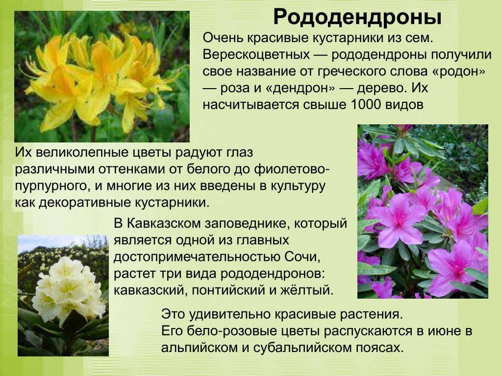 Когда цветут рододендроны на кавказе. описание и фото рододендрона кавказского, его лечебные свойства и противопоказания. использование рододендрона кавказского в народной медицине