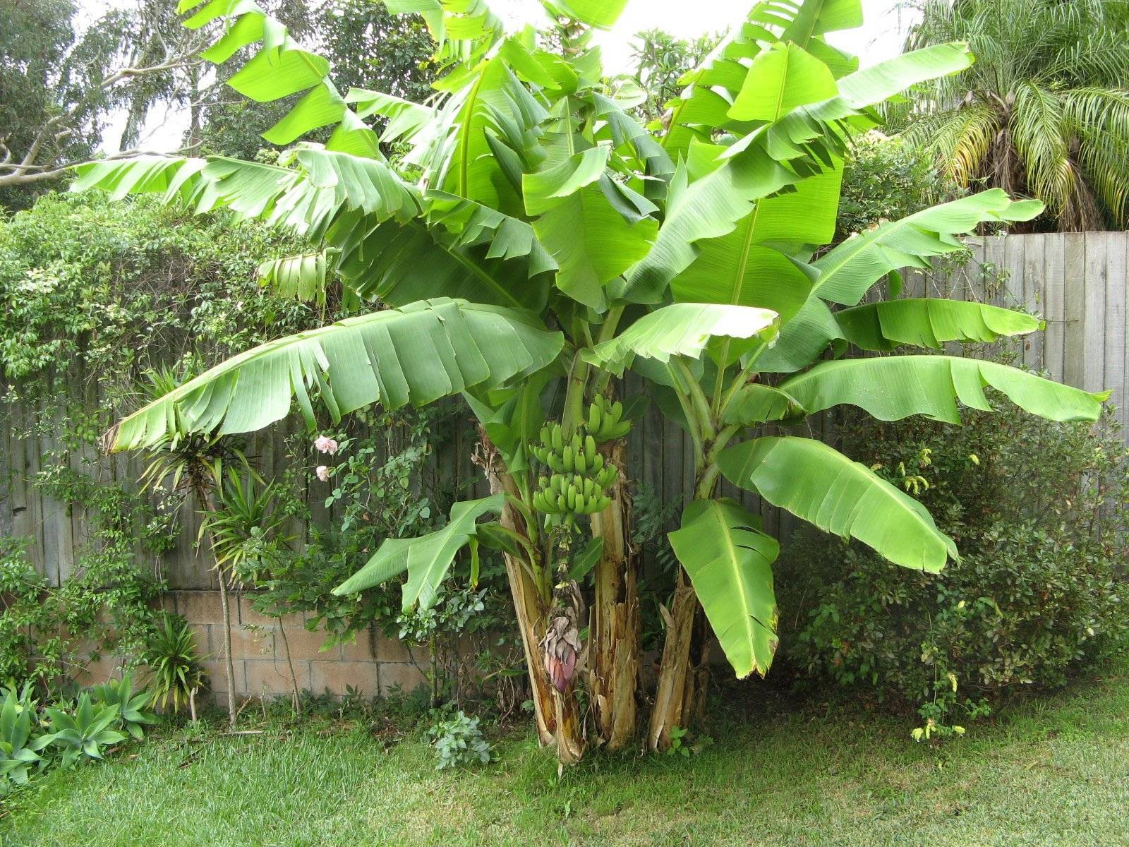 Банан комнатный -выращивание дома