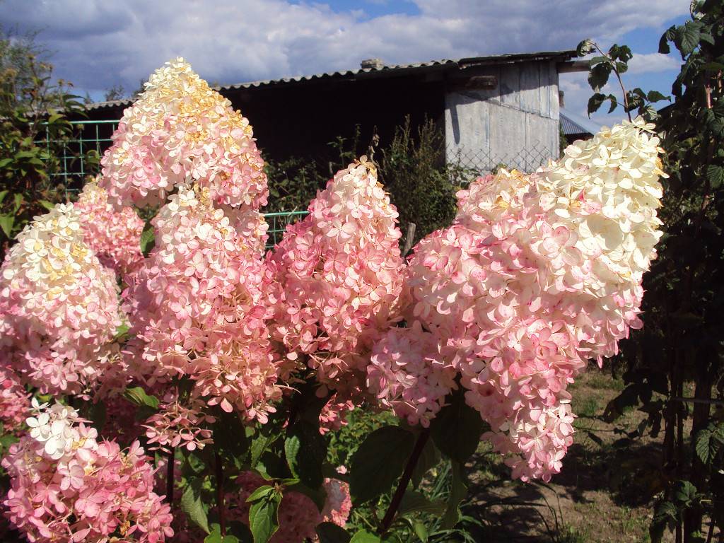 Гортензия метельчатая: полное руководство по выращиванию цветка