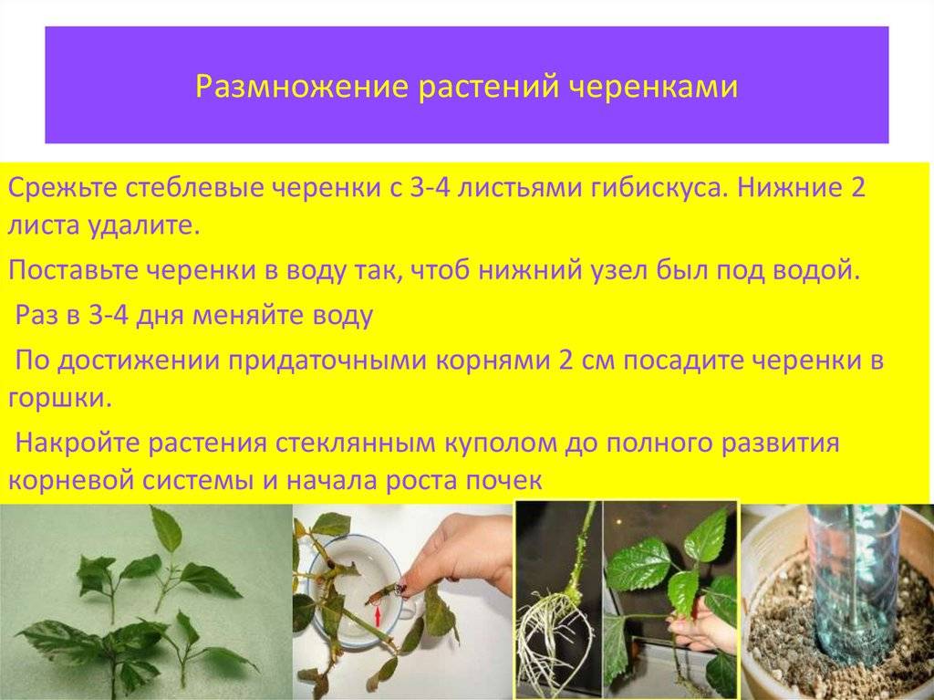 Размножение декабриста в домашних условиях: семенами, черенками и прививкой на другое растение; инструкция, как правильно рассадить цветок