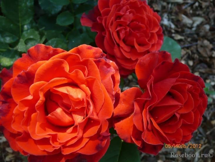 Розы патио: сорта и виды - описание, размножение, уход, посадка, фото, применение в саду, сорта и виды
