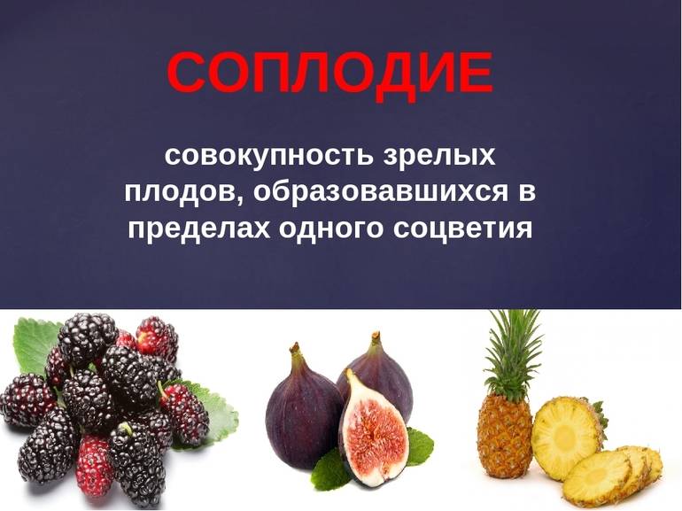 Инжир: польза и вред для организма человека, это фрукт или ягода, как правильно есть, сколько можно съедать в день