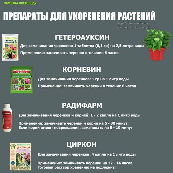 Как ухаживать за комнатными растениями? календарь цветовода, январь-февраль | растения | школажизни.ру