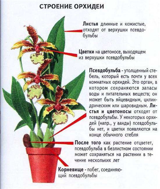 Можно ли размножить и вырастить орхидею из корней: правила и пошаговая инструкция