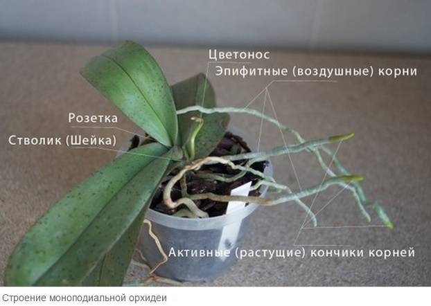Основной вопрос, как размножить орхидею в домашних условиях?