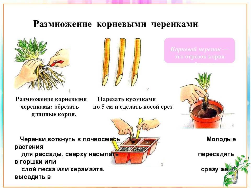 ᐉ эремурус: выращивание из семян, фото, посадка и уход в открытом грунте - roza-zanoza.ru