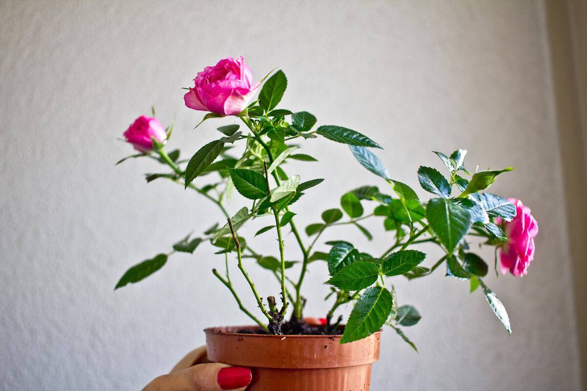 Роза кордана микс: уход в домашних условиях после магазина, адаптация растения
