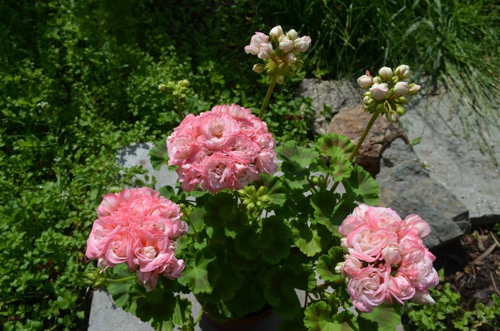Пеларгония fischers appleblossom описание | мой сад и огород