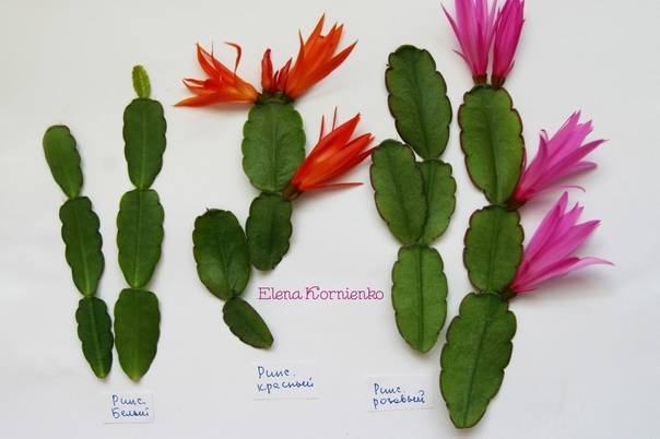 В чем отличия декабриста и рипсадоплиса? советы опытного садовода