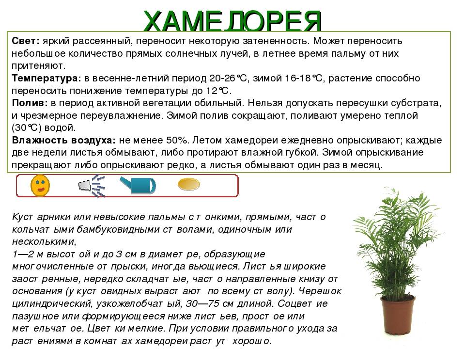 Выращивание аспарагуса шпренгера: как посадить, ухаживать, удобрять, размножать