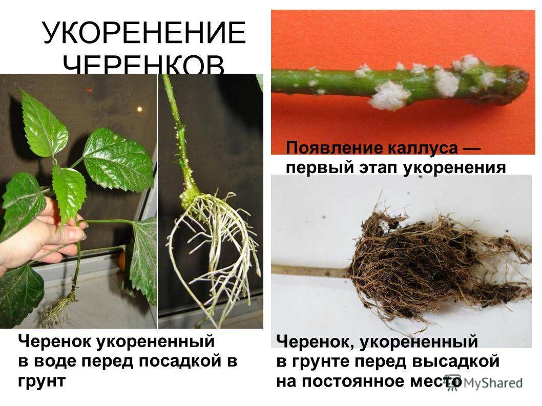 Размножение растений черенкованием - описание, размножение, уход, посадка, фото, применение в саду, сорта и виды