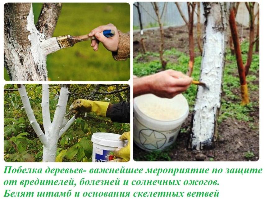 Обработка деревьев и кустарников весной от вредителей и болезней: препараты