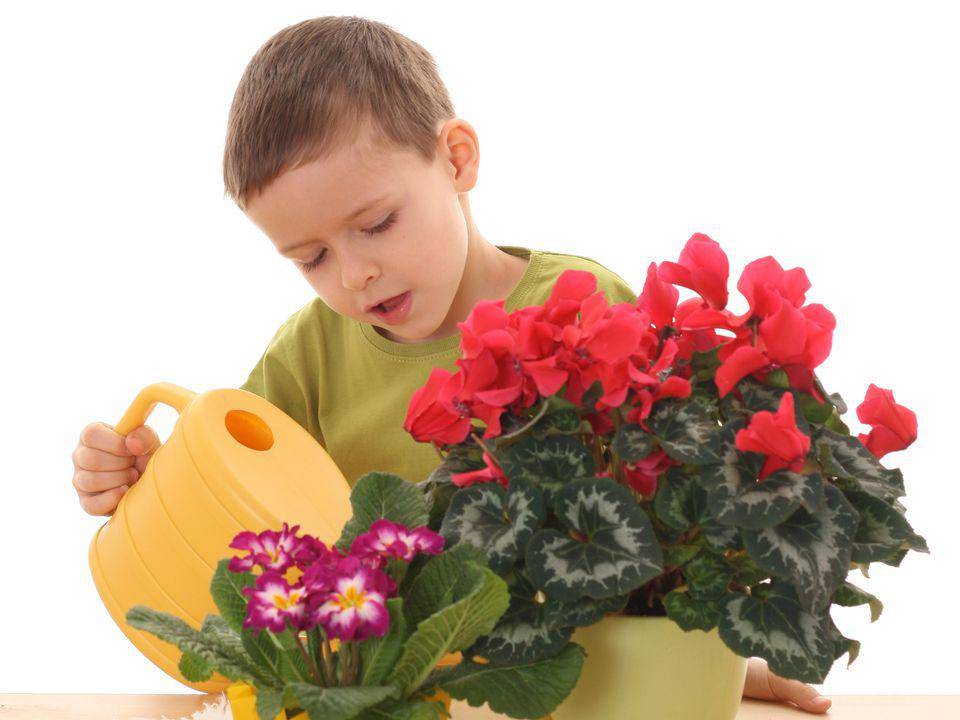 Безопасные комнатные растения для детей. как выбрать и расставить?