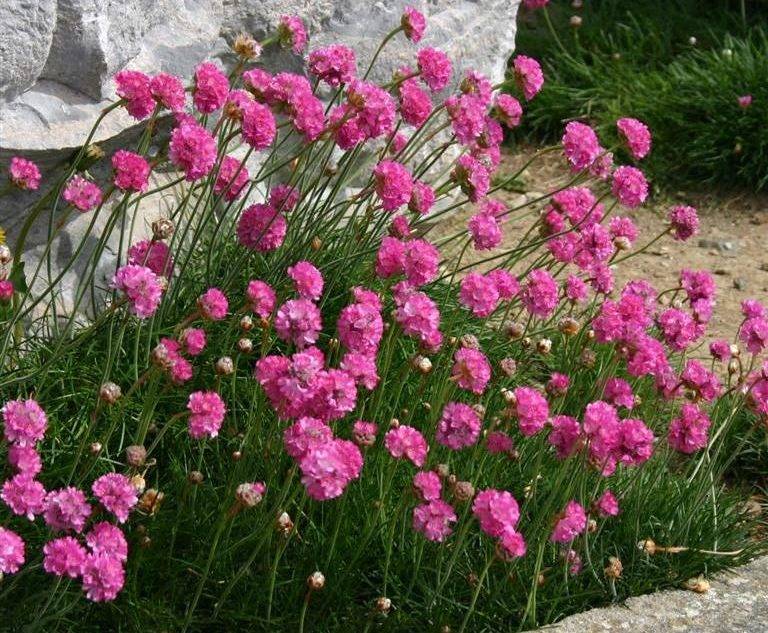 ᐉ цветок армерия: посадка и уход в открытом грунте, фото, выращивание из семян - roza-zanoza.ru