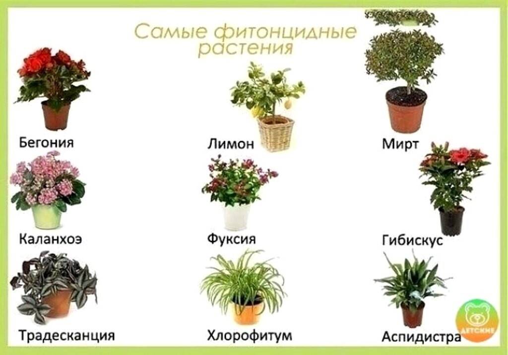 Как подобрать растения для детской комнаты