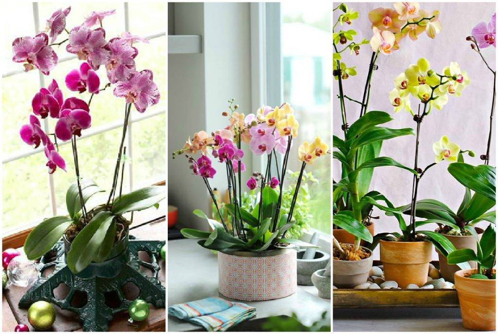 Почему не цветет орхидея и как заставить её цвести