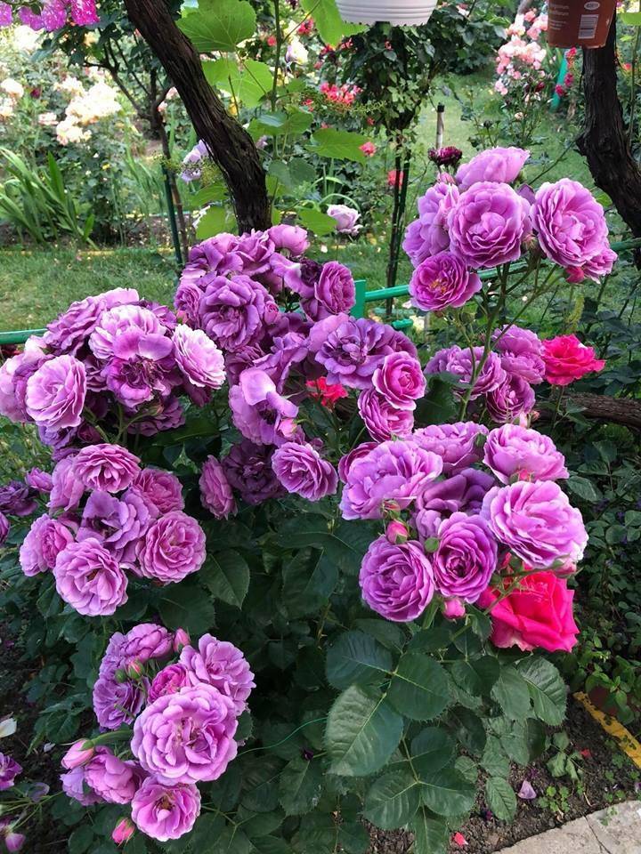 Роза флорибунда: выращивание и сорта