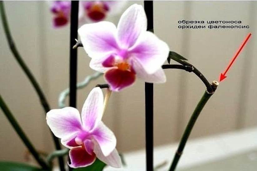 Как обрезать орхидею после цветения в домашних условиях