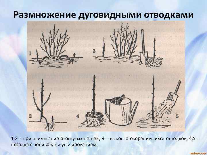 Как размножать розу: пошаговая инструкция. как размножить розы черенками? :: syl.ru