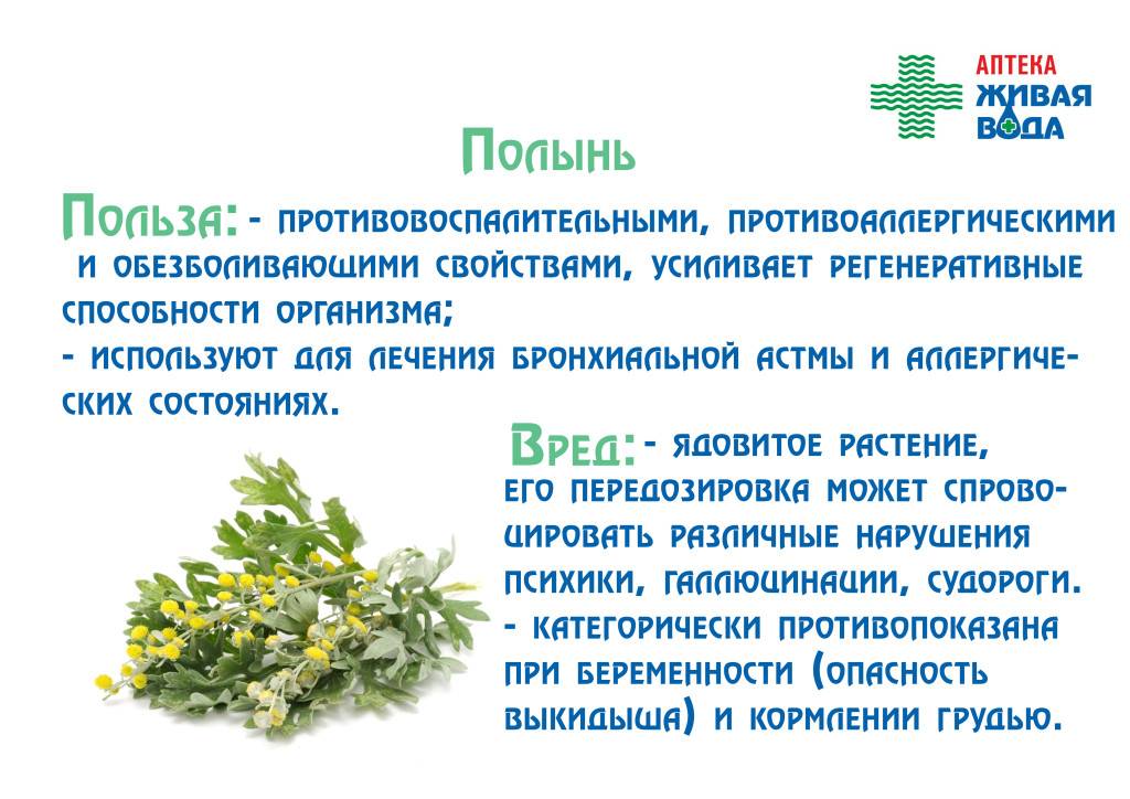Лекарственные растения / энциклопедия растений / асиенда.ру